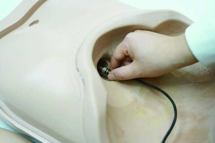 Obstetric Examination Trainer Torso